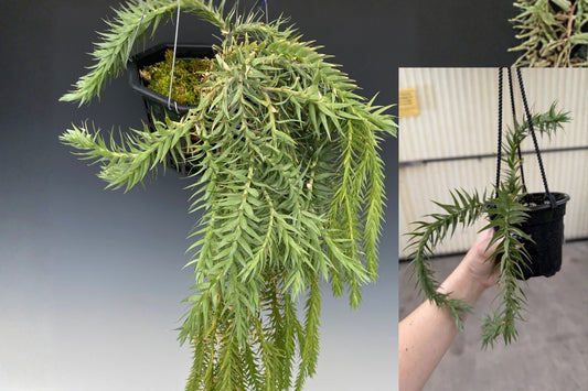 Huperzia Goebelii Blue Club Moss Live Plant – Tropical Houseplant