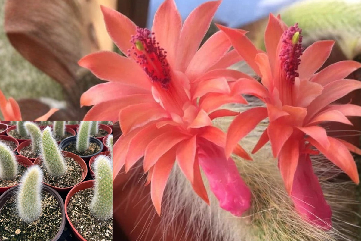 Monkey Tail Cactus Live Plant, 6–8 Inch Bare Root Trailing Cactus, Hanging Basket Succulent, Cascading Cactus Starter
