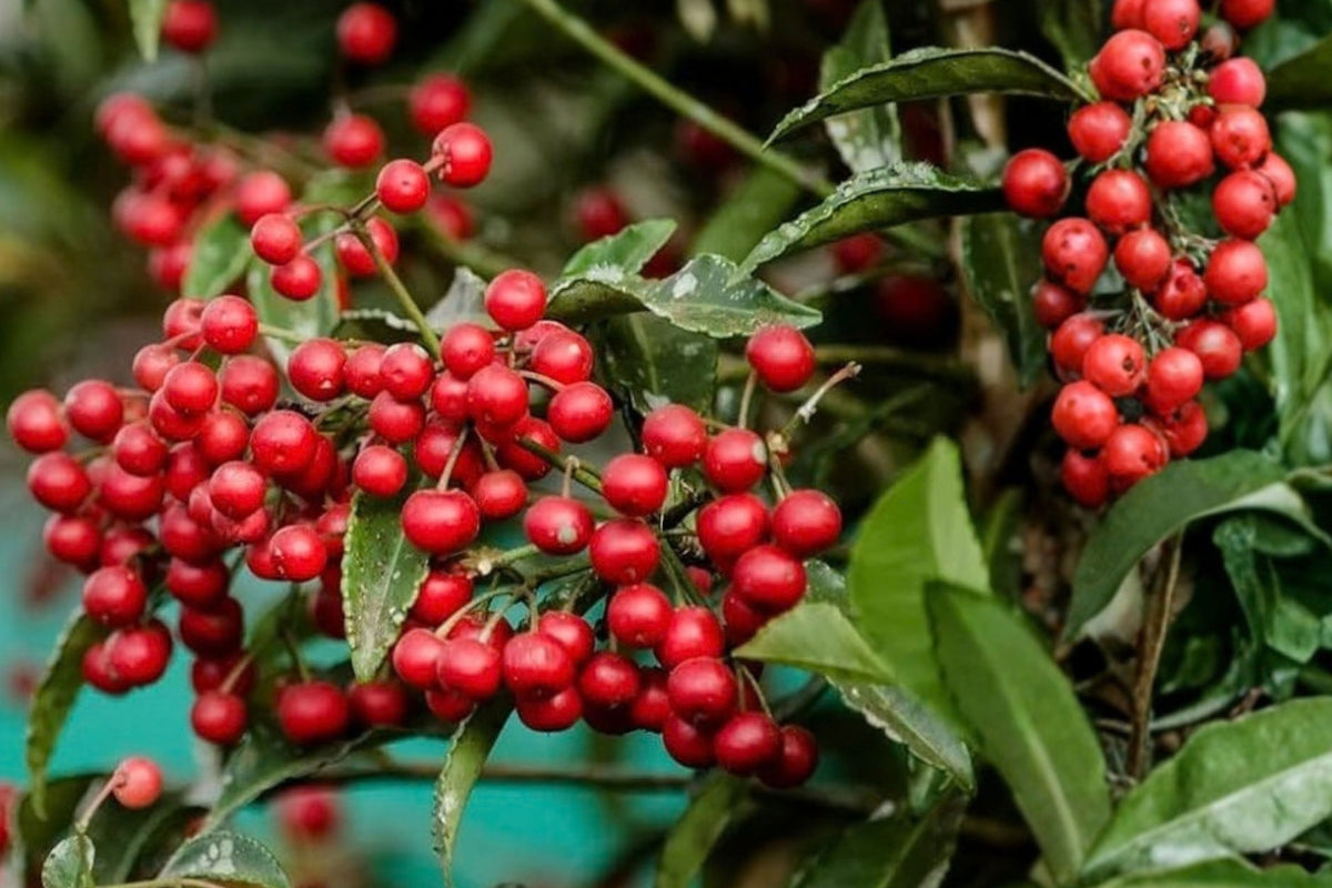 Coral Berry Live Plant, 1-Gallon Trade Pot – Symphoricarpos sp.