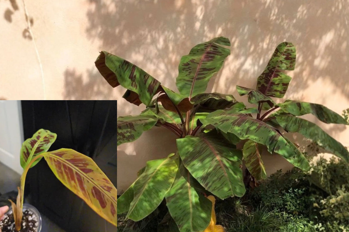 Zebrina Banana Live Plant – 1 Plant – 4–6" Tall – Musa zebrina