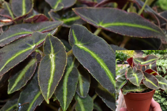 Striped Begonia Live Plant, 4 Inch Potted Houseplant, Ornamental Foliage, Indoor Tropical Plant