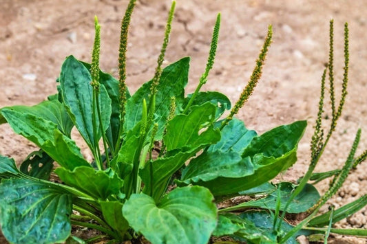 Broadleaf Plantain Live Plants – 2 Potted Plants, Plantago major