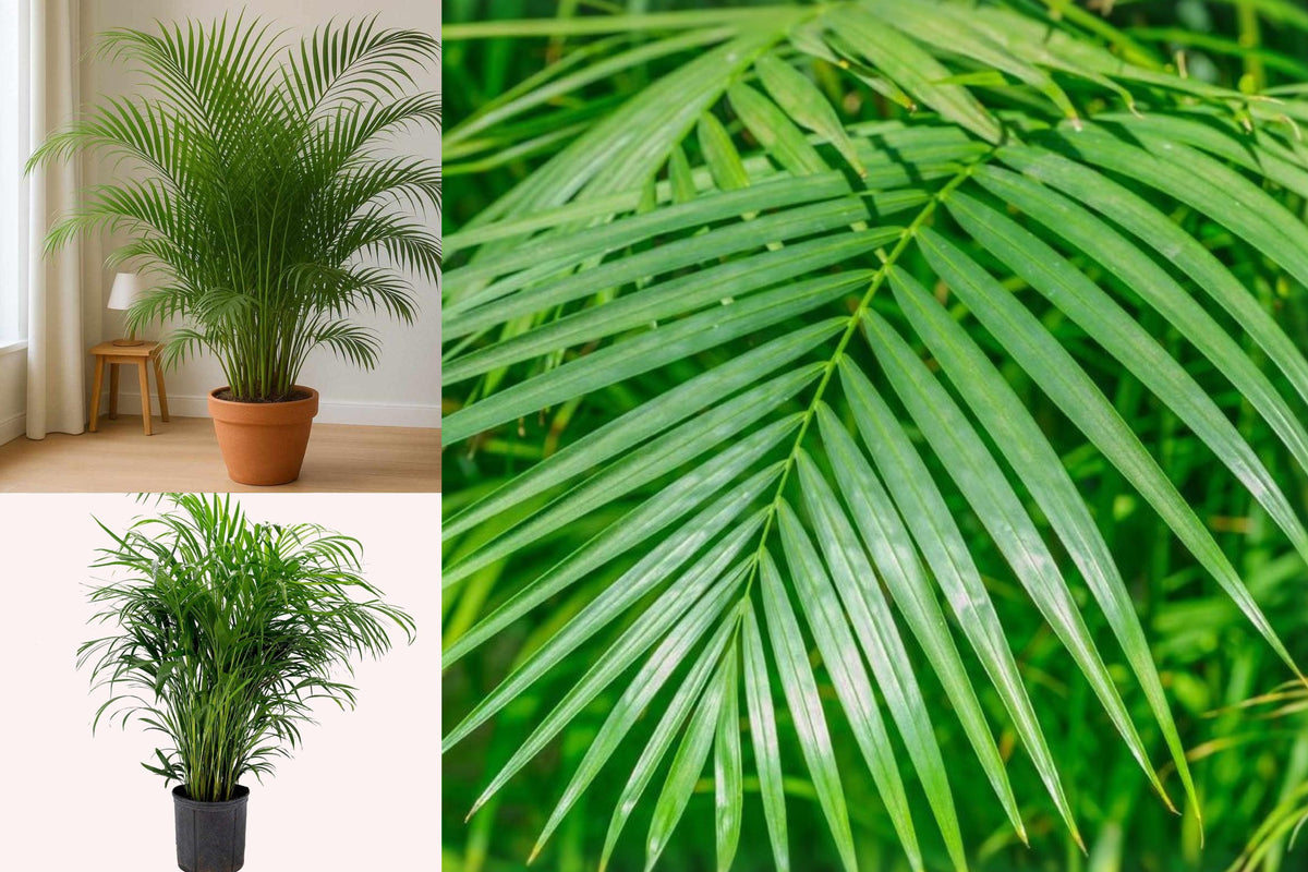 Areca Palm Live Indoor Plant, Tropical Houseplant with Feathery Green Fronds, 6 Inch Nursery Pot, Home and Office Decor