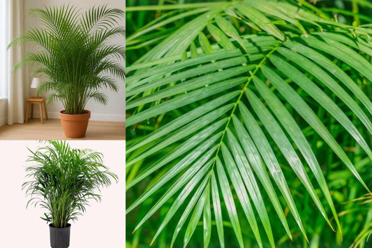 Areca Palm Live Indoor Plant, Tropical Houseplant with Feathery Green Fronds, 6 Inch Nursery Pot, Home and Office Decor
