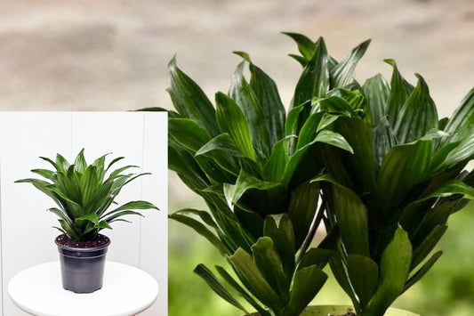Dracaena Janet Craig Compacta Live Plant, Compact Indoor Houseplant, Green Tropical Foliage Plant, 4 Inch Size