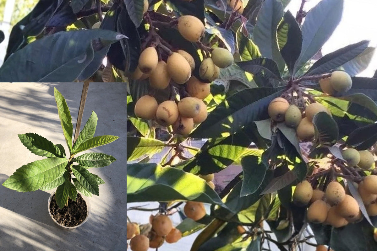 Japanese Loquat Fruit Tree Live Plant – 15 Inches – Eriobotrya japonica