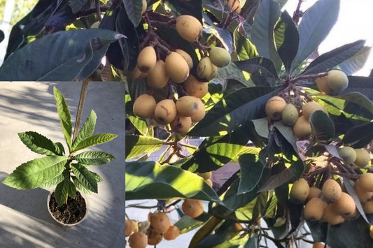 Japanese Loquat Fruit Tree Live Plant – 15 Inches – Eriobotrya japonica