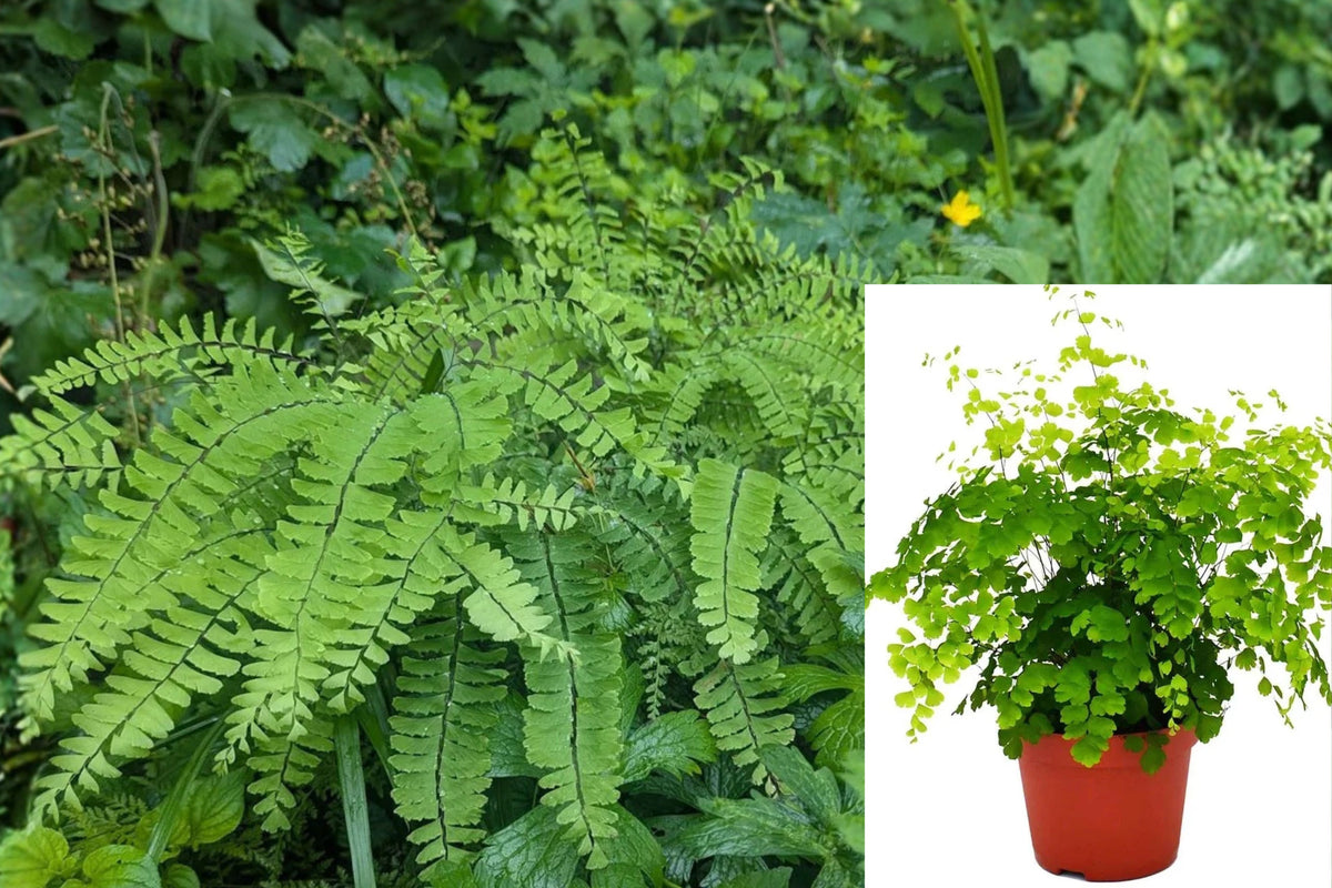 Pacific Maidenhair Fern Live Plant – 5 Inches – Adiantum pedatum
