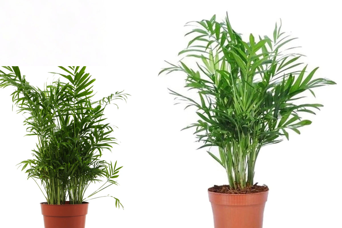 Parlor Palm 1 Live Plant in 4-Inch Pot – Chamaedorea elegans ‘Bella’