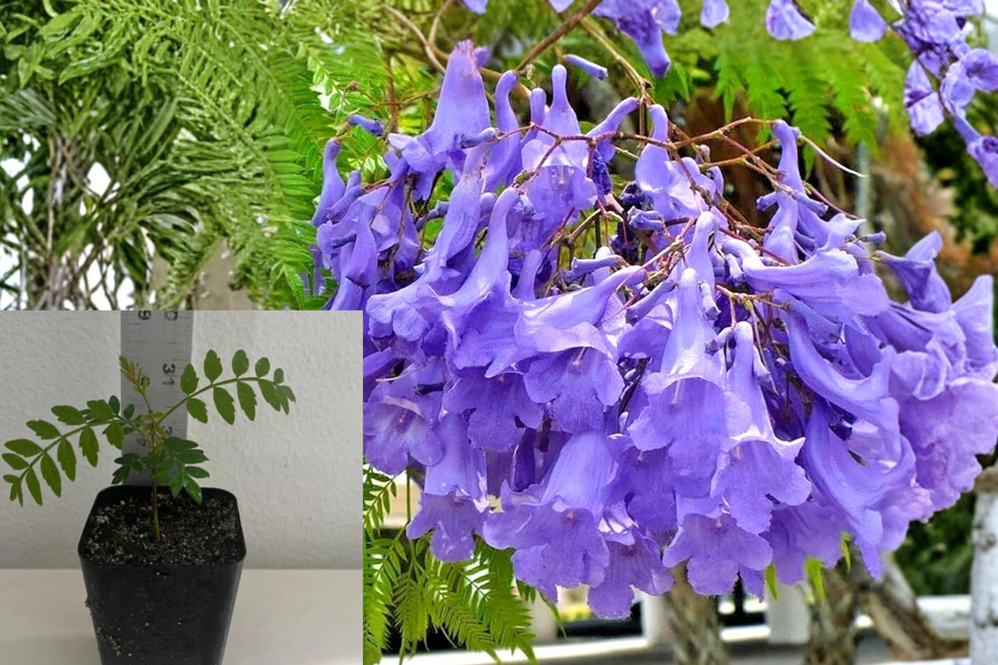 Blue Jacaranda 1 Live Tree – 3–5 Inch Plant – Jacaranda mimosifolia