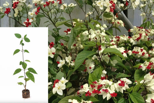 White Bleeding Heart Vine 2 Bare Root Plants – Clerodendrum thomsoniae