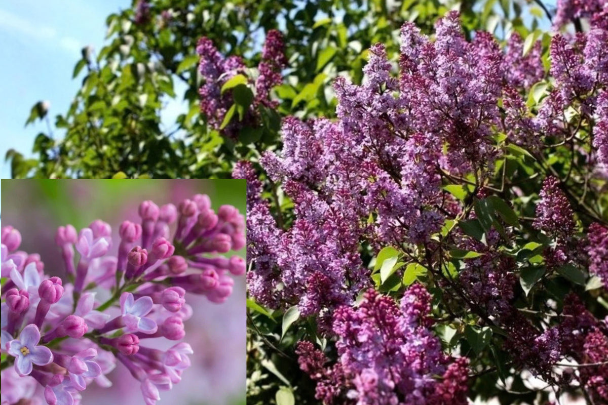 Common Lilac 1 Bare Root Live Plant – Syringa vulgaris