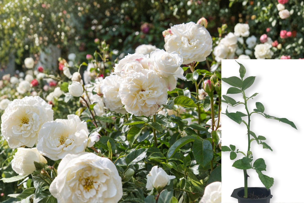 Tranquility English Rose Live Plant, White Rose Starter Bush, Own Rooted Rose Plant, 5–7 Inch Garden Flowering Shrub
