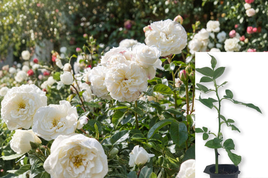 Tranquility English Rose Live Plant, White Rose Starter Bush, Own Rooted Rose Plant, 5–7 Inch Garden Flowering Shrub