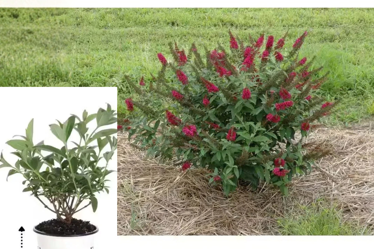 Miss Molly Butterfly Bush Live Plant – 1 Quart – Buddleia – Pink Flowers