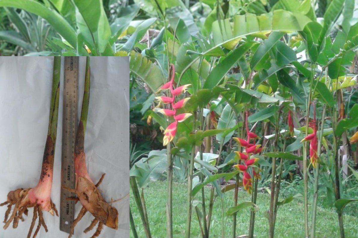 10 Heliconia Rostrata Live Rhizomes, Hanging Lobster Claw Tropical Flowering Plant, Exotic Garden Starter Pack