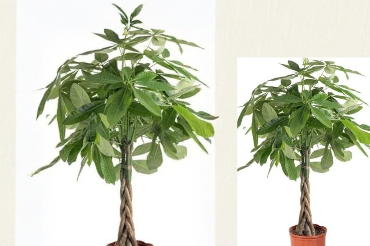 Money Tree Live Plant – Large 3–4 Ft Pachira aquatica – 10" Pot