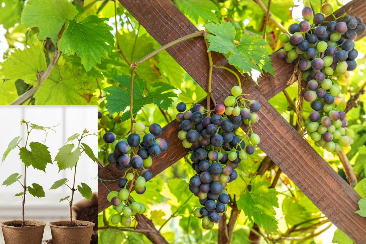 3 Live Southern Home Grape Plants, 4–8 Inch Grape Vine Seedlings, Edible Fruit Plants for Trellis and Home Garden