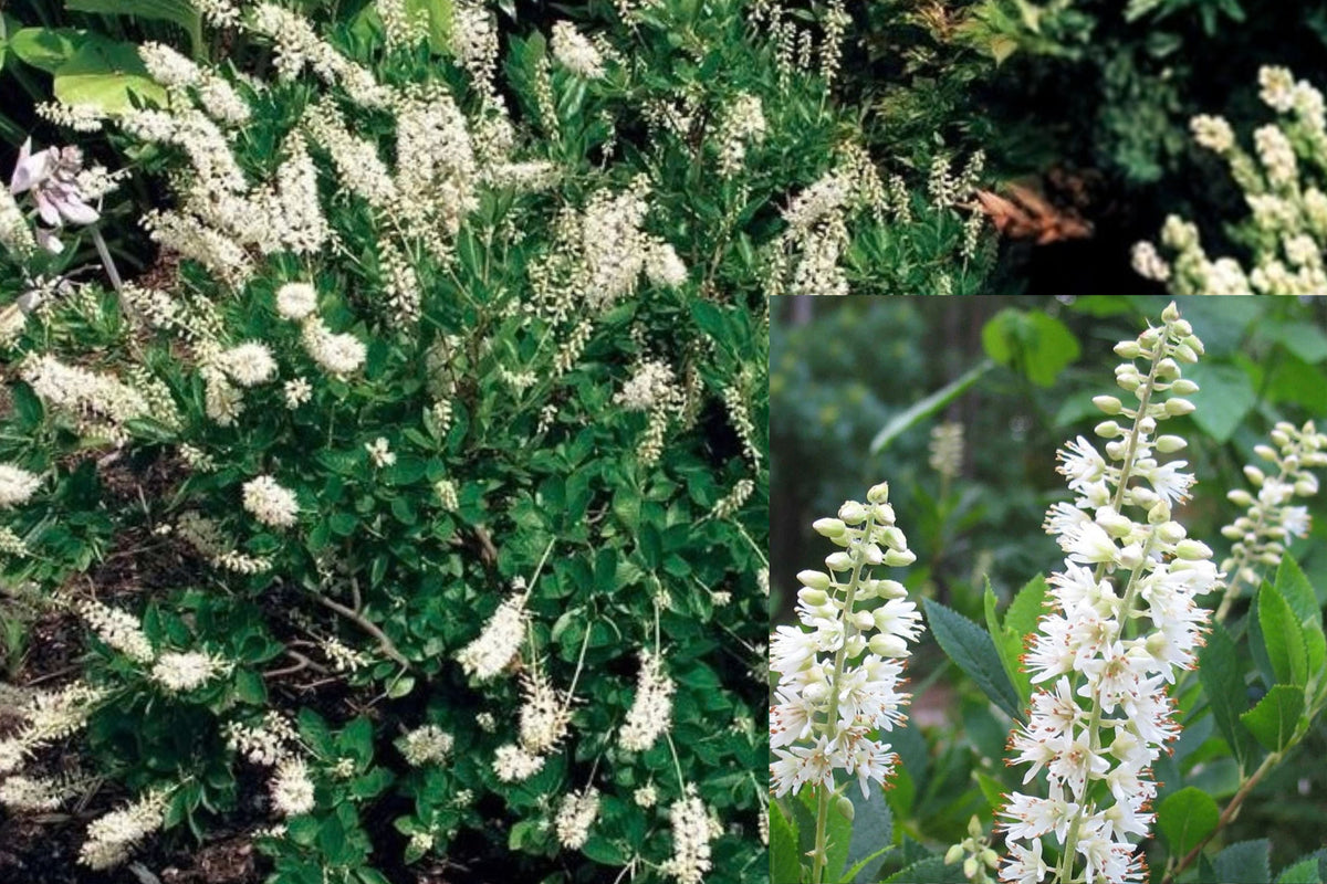 Clethra Hummingbird Summersweet Live Plant – 1 Bare Root – Clethra alnifolia
