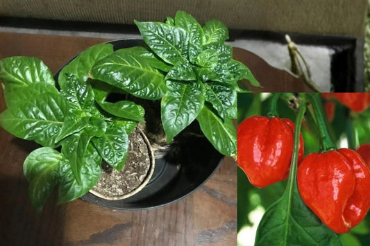 Aji Dulce Sweet Pepper 1 Live Plant in 3-Inch Biodegradable Pot – Capsicum sp.