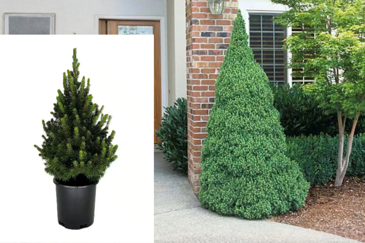 Dwarf Alberta Spruce Live Plant – 12 Inches – 2.5-Quart Pot – Picea glauca 'Conica'