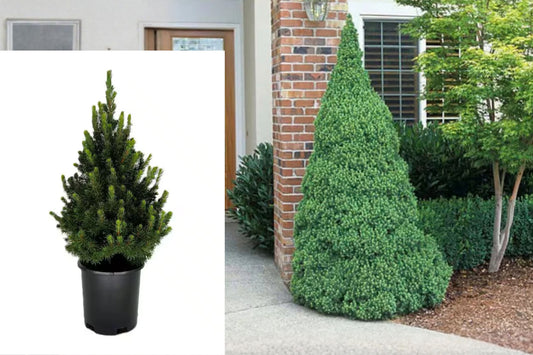 Dwarf Alberta Spruce Live Plant – 12 Inches – 2.5-Quart Pot – Picea glauca 'Conica'