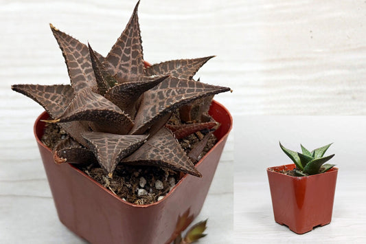 Haworthia Venosa Tessellata Live Succulent – 2 Inch Pot – Haworthia