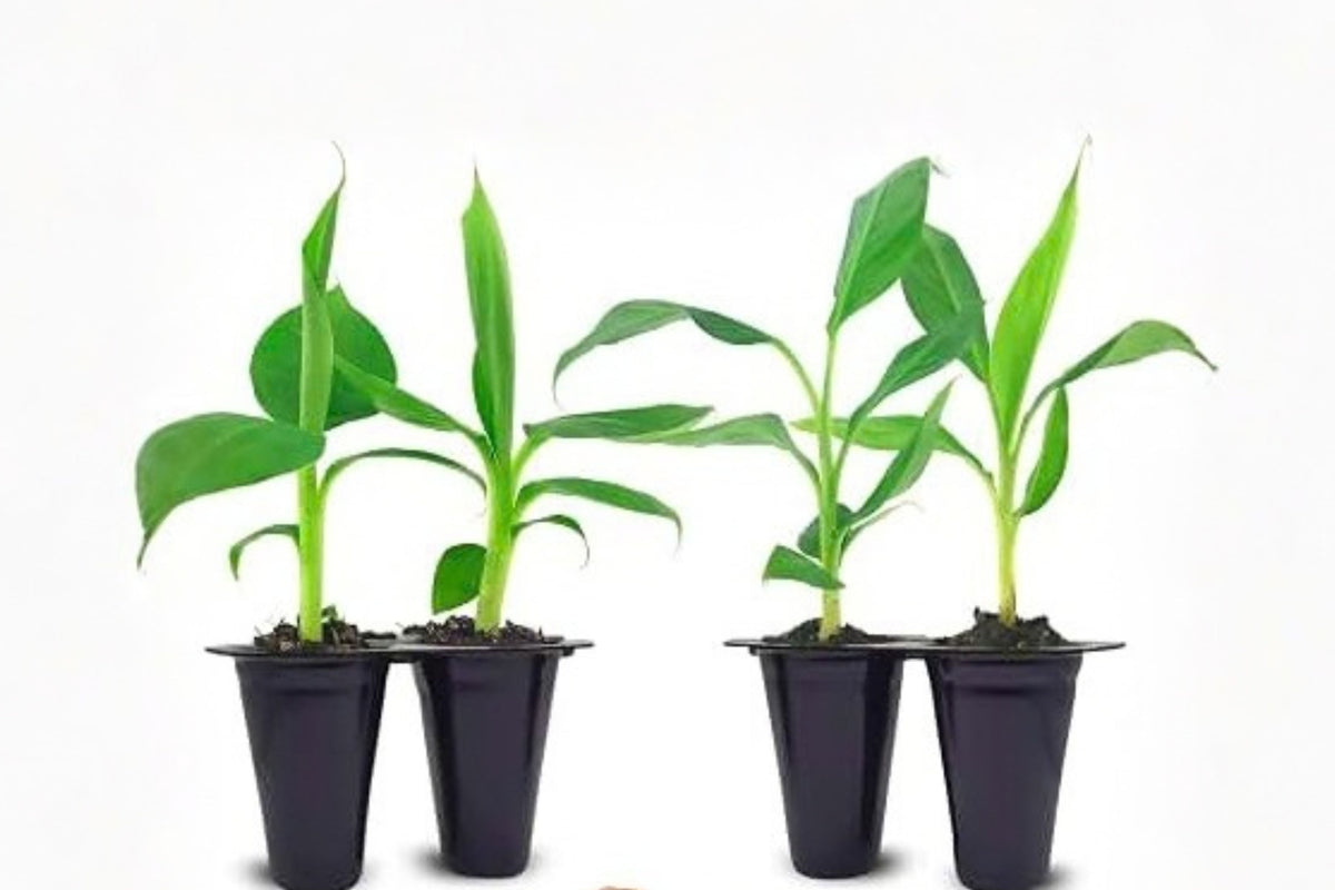 Dwarf Brazilian Banana Live Plant – Hawaiian Apple Banana – Musa