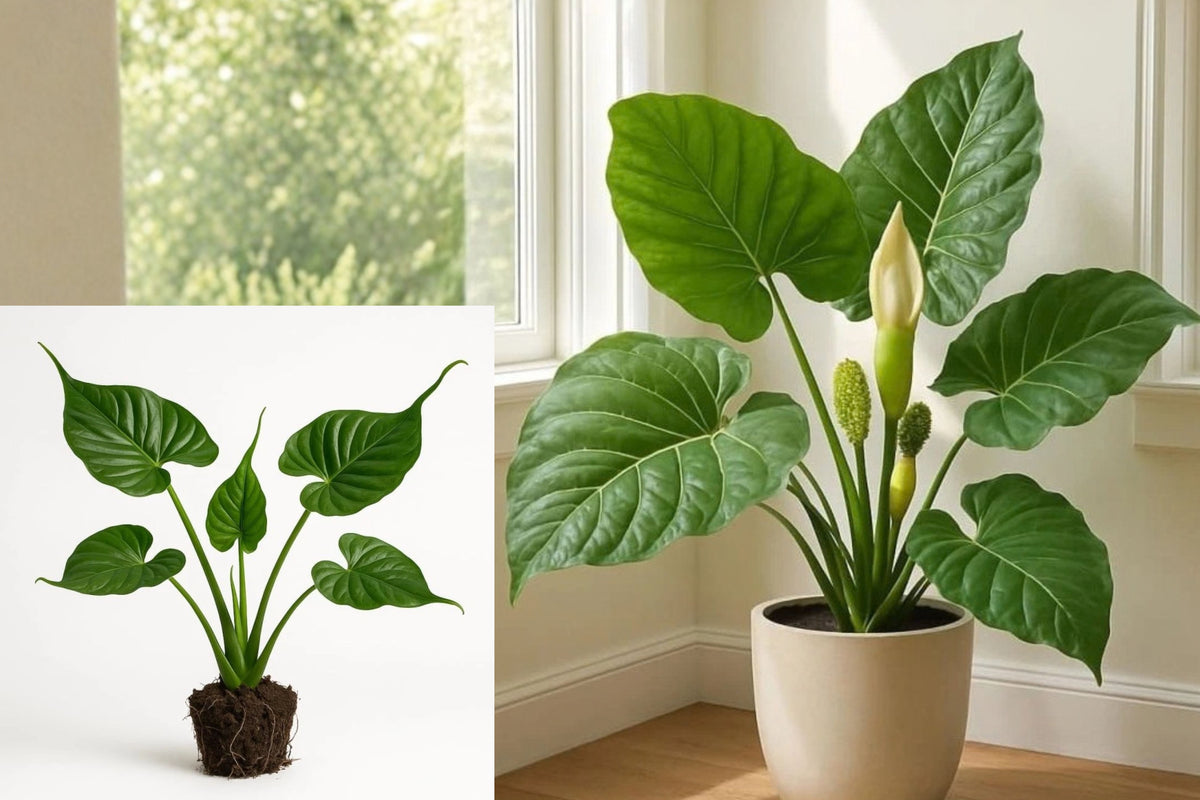 Alocasia Stingray 1 Live Plant 4–8" – Rooted Houseplant
