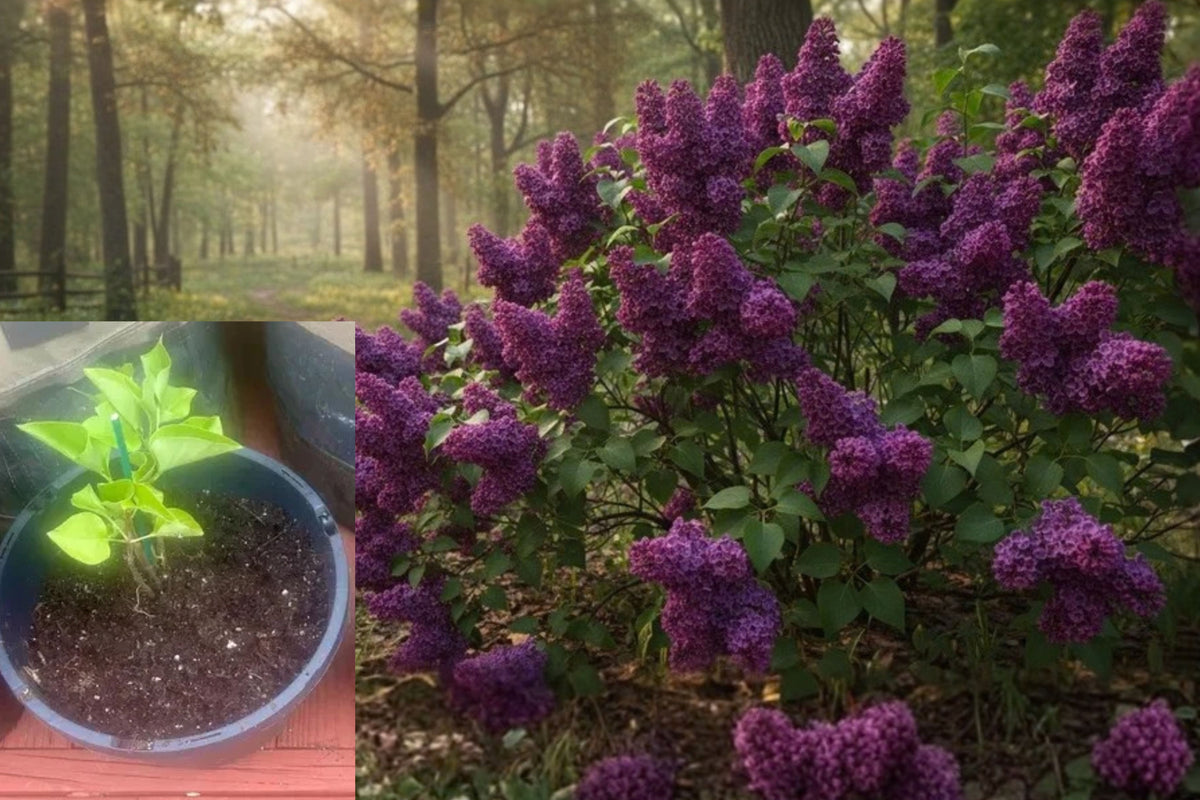 Congo French Lilac Live Bare Root Plant – 12+ Inches – Syringa vulgaris ‘Congo’
