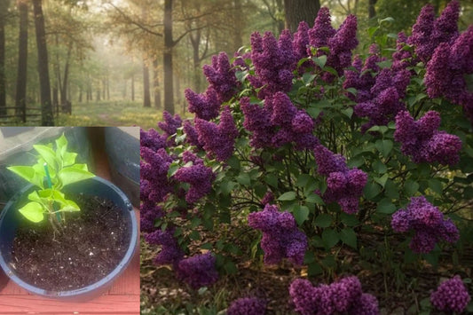 Congo French Lilac Live Bare Root Plant – 12+ Inches – Syringa vulgaris ‘Congo’