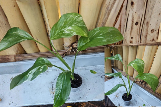 Monstera lechleriana Variegated Live Plant – Potted Houseplant