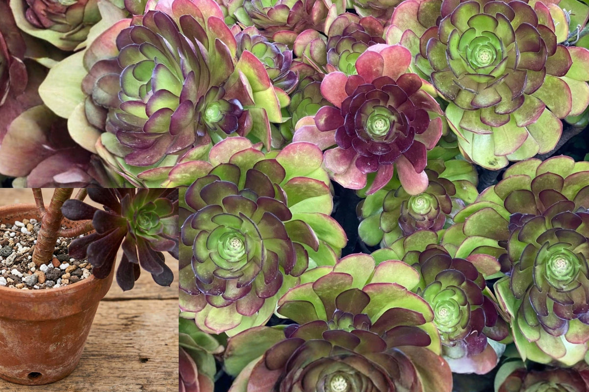 Aeonium Succulent Cutting, 3–4 Inch Unrooted Plant, Colorful Green Purple Red Succulent for Propagation