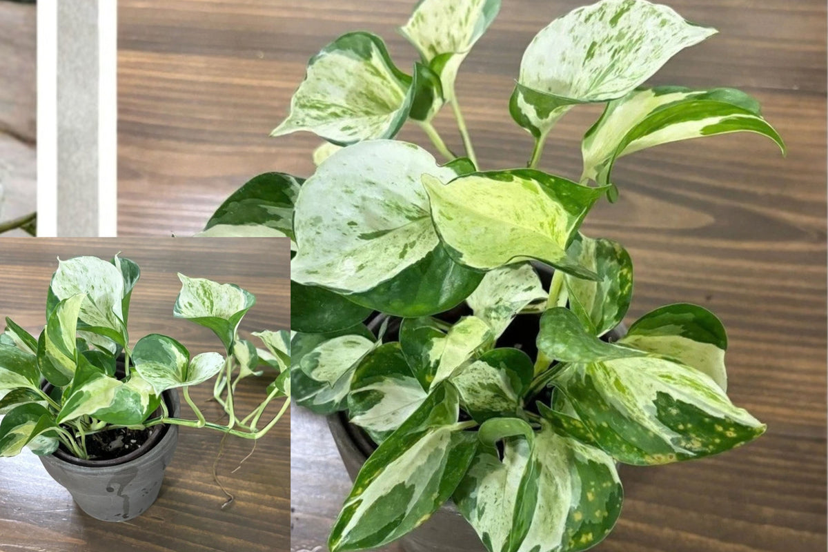 Manjula Pothos Live Plant – 1 Plant – 4" Pot – Epipremnum aureum