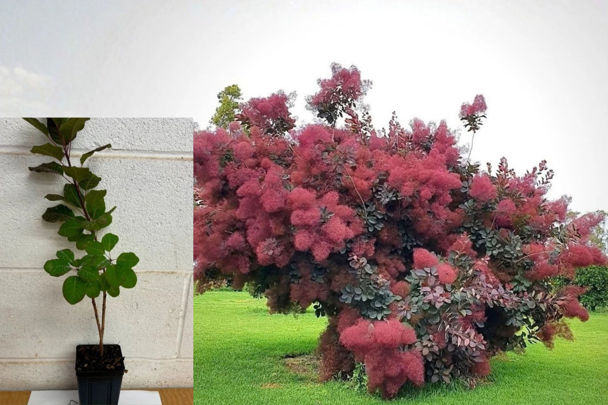 Eupatorium 'Purple Smoke' Live Plant – 6–12 Inch – 4 Inch Pot