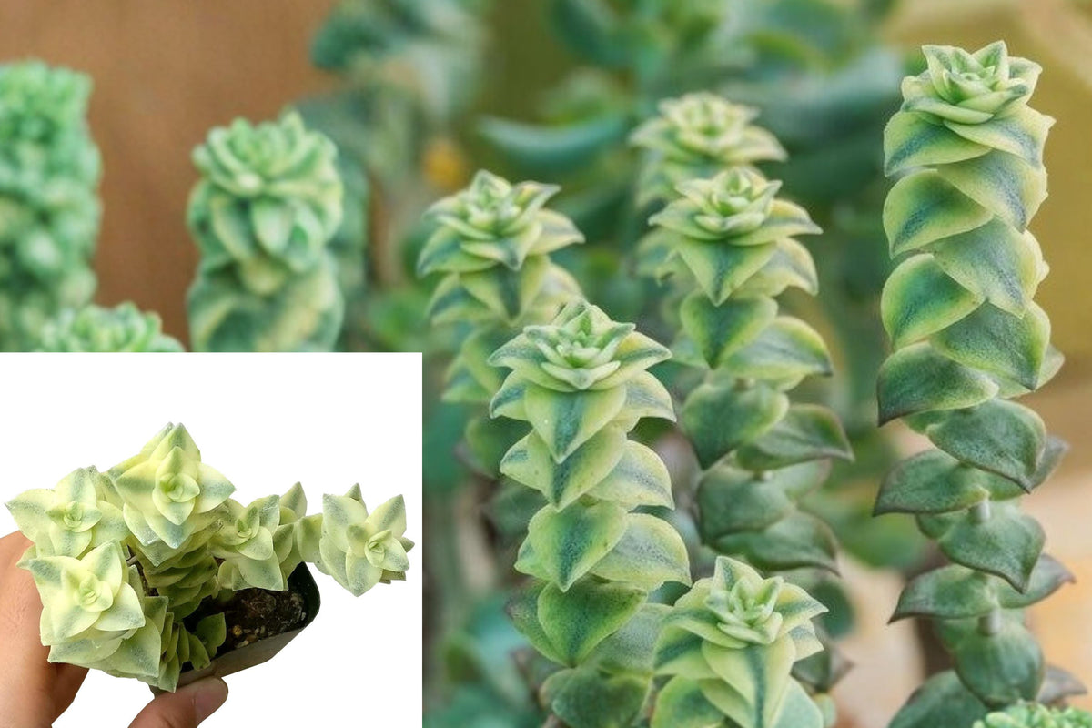 15 Variegated String of Buttons Cuttings, Crassula Perforata Variegata Live Succulent, Plant Propagation Cuttings