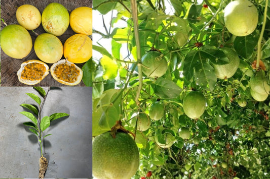 Yellow Passion Fruit Vine 1 Live Plant – 4–6 Inch Starter – Passiflora edulis