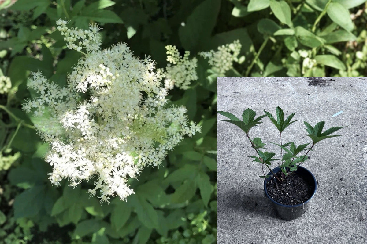 Queen of the Prairie Live Plant 5-10in Bare Root – Filipendula rubra