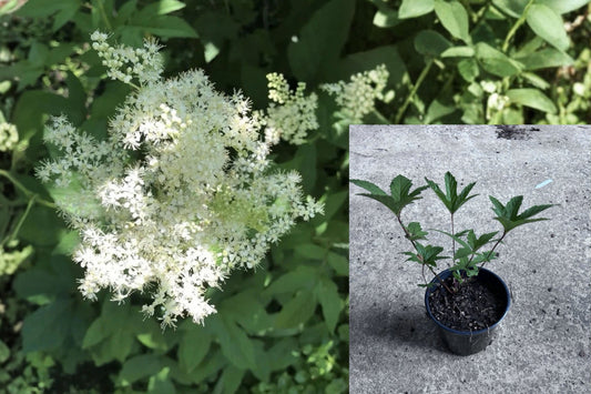Queen of the Prairie Live Plant 5-10in Bare Root – Filipendula rubra