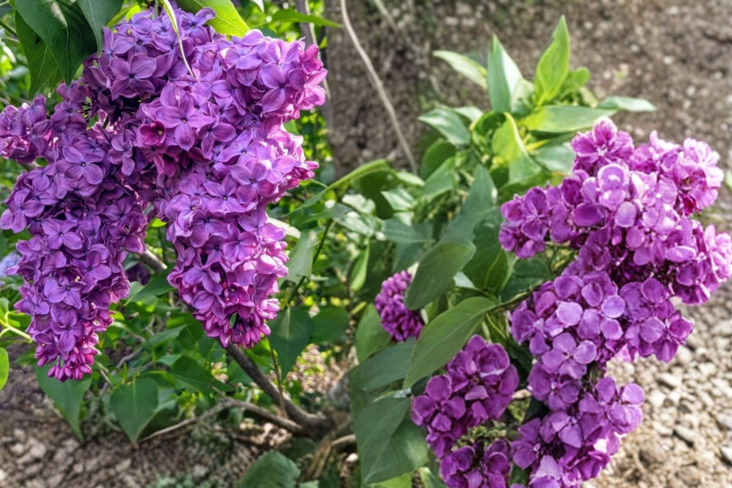 Purple Lilac Live Plant – 1 Plant in 4-Inch Pot – Syringa vulgaris