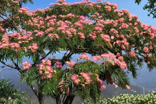 Pink Mimosa Tree Live Bare Root Sapling – 1+ Foot – Albizia julibrissin
