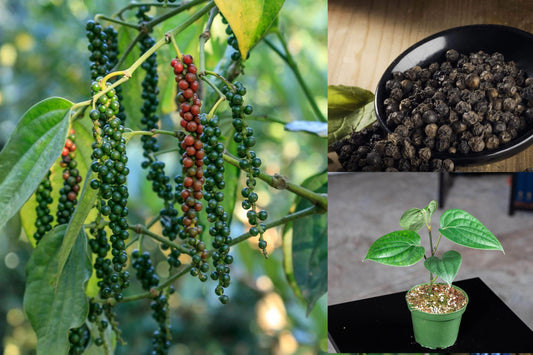 Black Pepper Live Plant, Piper Nigrum Tropical Spice Vine, 3–8 Inch Starter Plant, 3 Inch Deep Pot, Culinary Garden