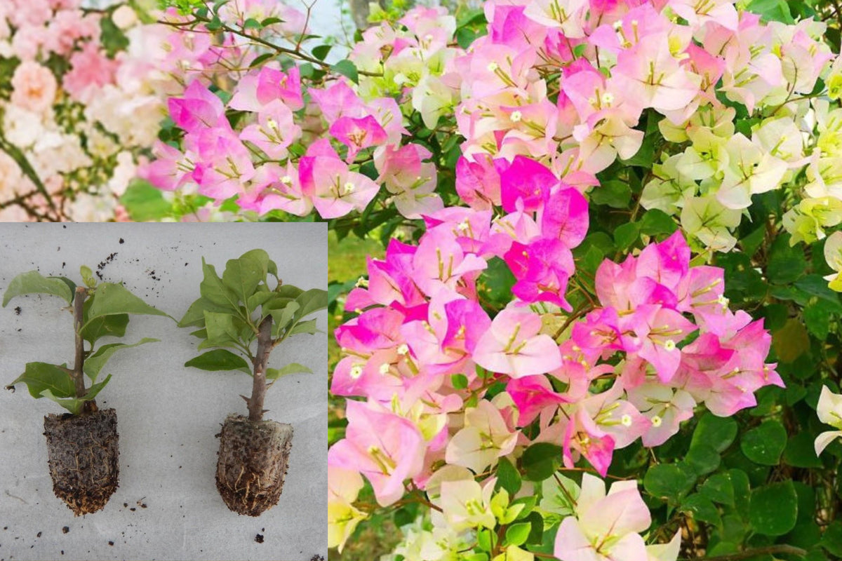Imperial Thai Delight Bougainvillea Live Plants, Set of 2 Flowering Vines, 3–6 Inch Tropical Starters, Ships Without Pots