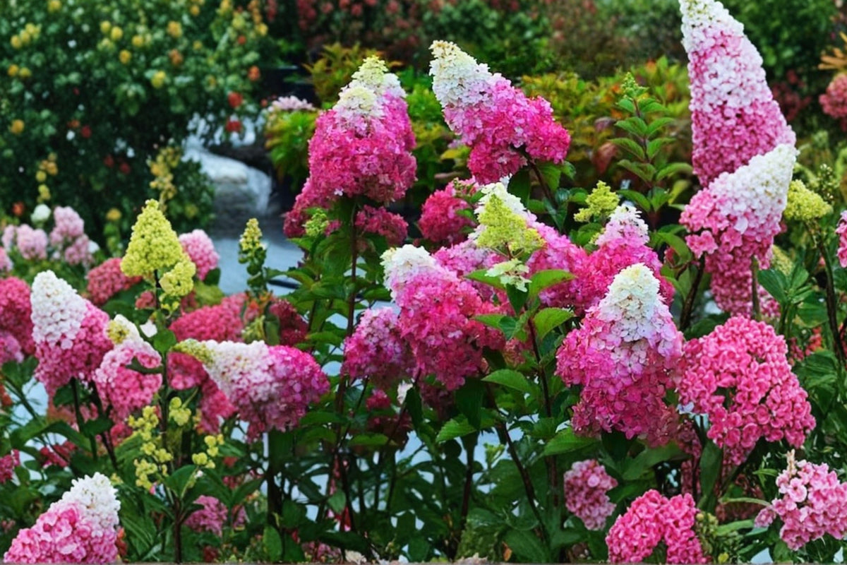 White Pink Hydrangea Live Plant, Well-Rooted Dormant Shrub, 5–10 Inch Outdoor Flowering Bush