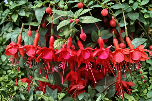 3-Pack Fuchsia Live Plants – 6-Inch Pot – Choose from 15+ Flowering Varieties