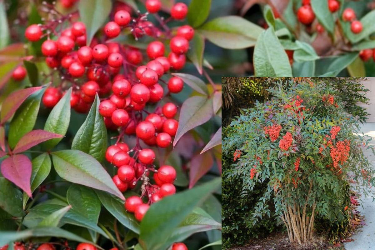 Domestic Nandina Live Plant – 1 Shrub – 6–9" Tall – 2.5" Pot