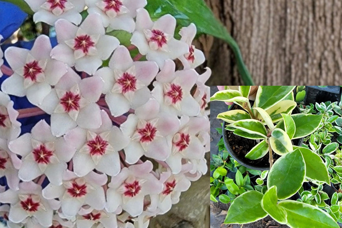 Hoya Carnosa Krimson Queen 7" Live Plant in 4" Pot – Variegated Hoya