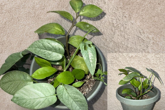 ZZ Plant 1 Potted Live Houseplant – Zamioculcas zamiifolia