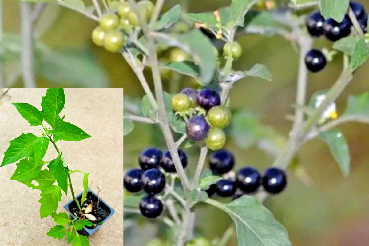 Hierba Mora Macuy Live Plant, Solanum nigrum Outdoor Herb Plant, 18–20 Inch Garden Starter