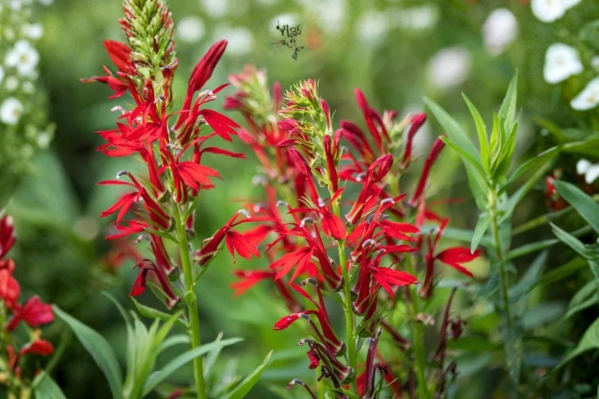 Red Cardinal Flower 5 Live Roots – Native Perennial, Lobelia cardinalis